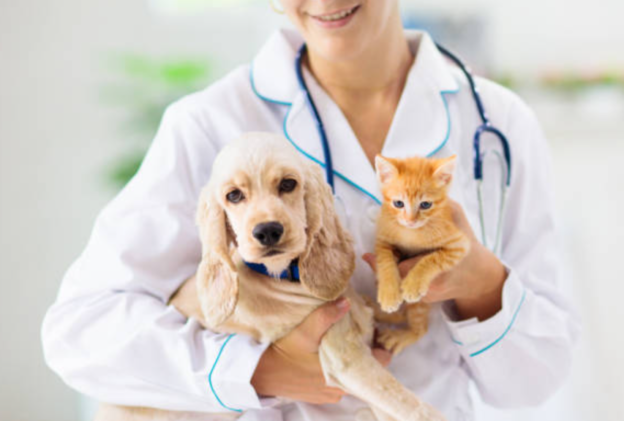 prospek kerja kedokteran hewan